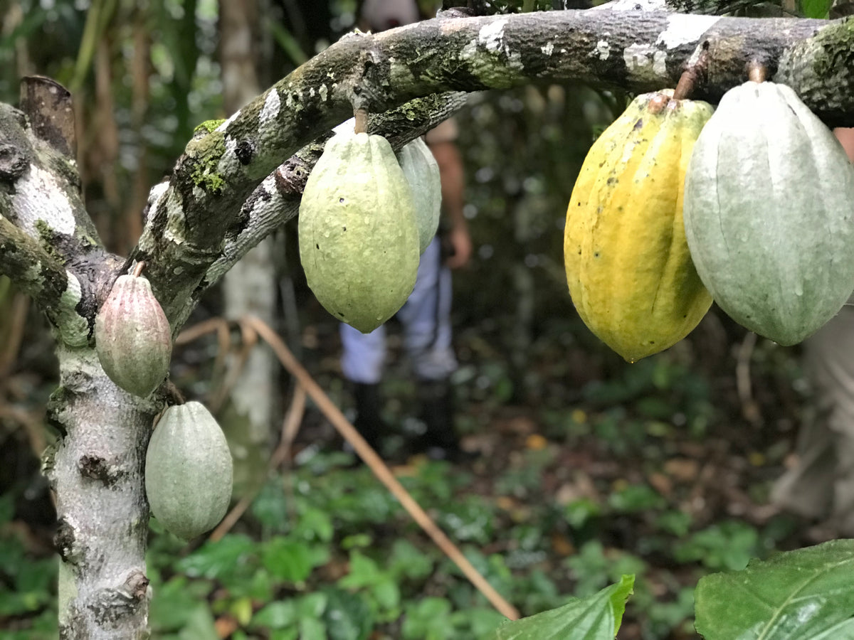 Making Single Origin Dark Chocolate with Regeneratively Grown Cacao from Ecuador